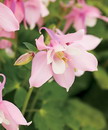 Columbine
